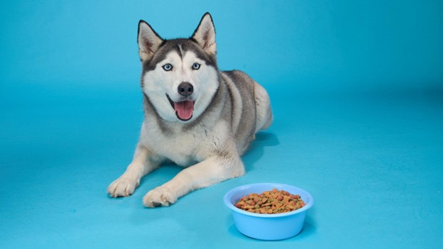 Next Week! Paws & Policies: Live Pet Insurance Q&A!